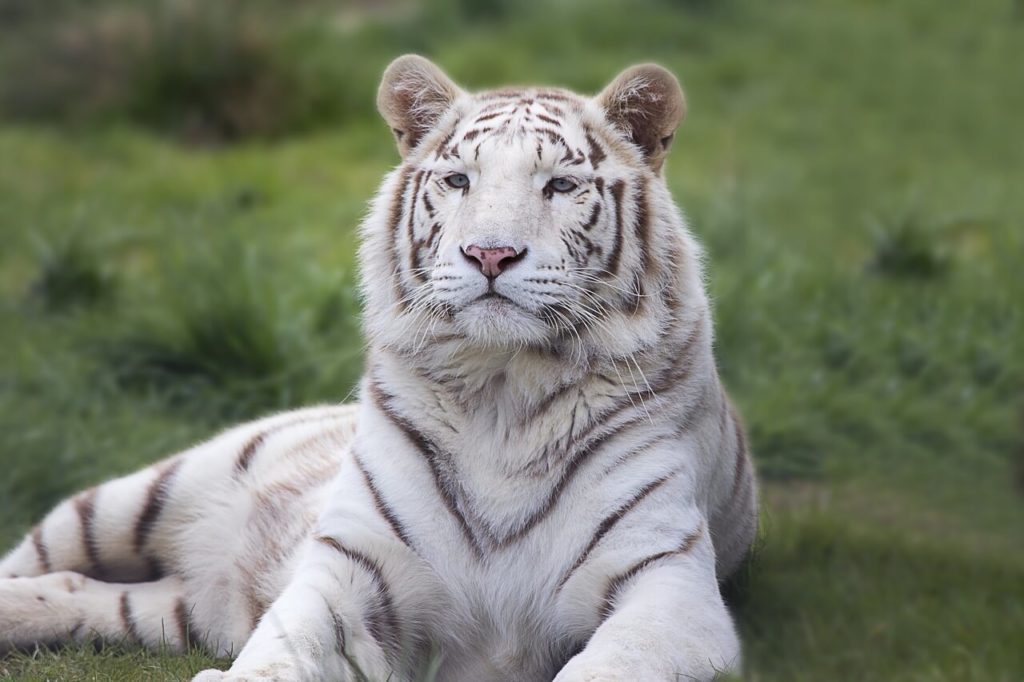 white tiger वाइट टाइगर सफ़ेद बाघ Bengal tiger Madhya Pradesh, Assam, West Bengal and Bihar
