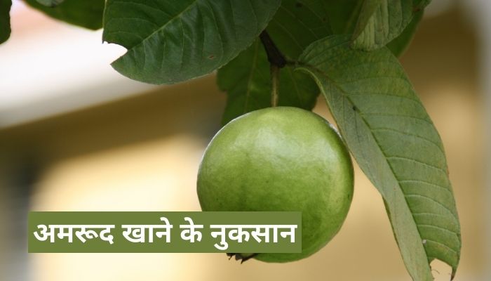 अमरूद खाने के नुकसान | Guava Side Effects In Hindi