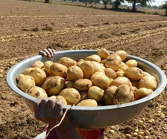 Potato Farming Business