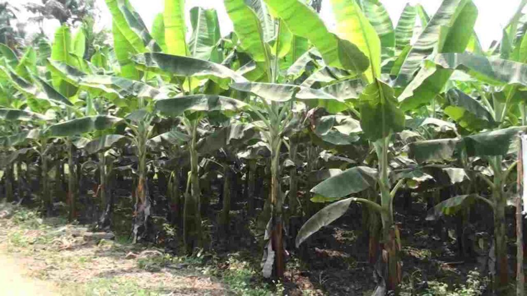 Banana Farming Business Idea