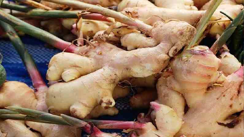 Ginger Cultivation Business