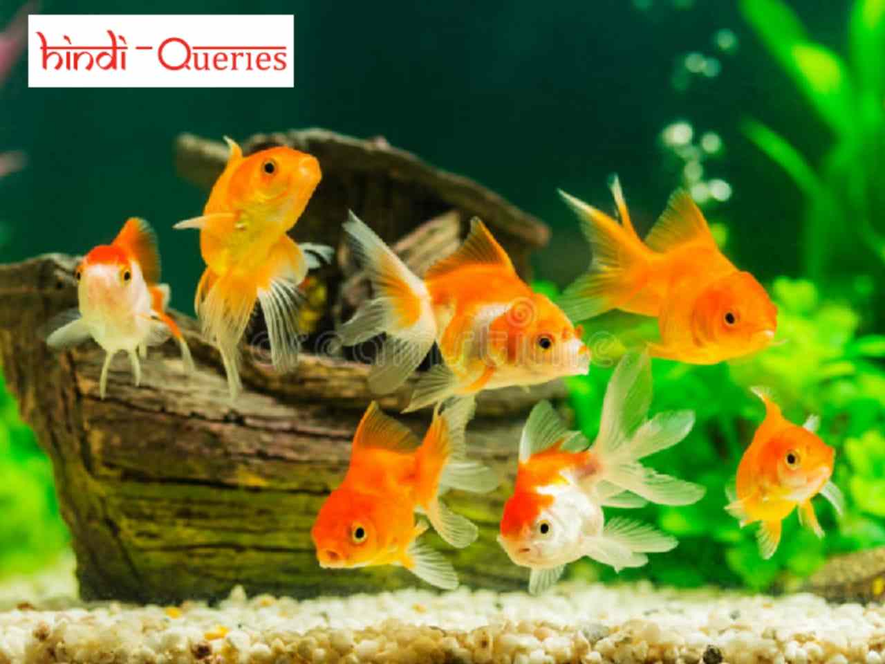 Goldfish Ka Scientific Naam Kya Hai