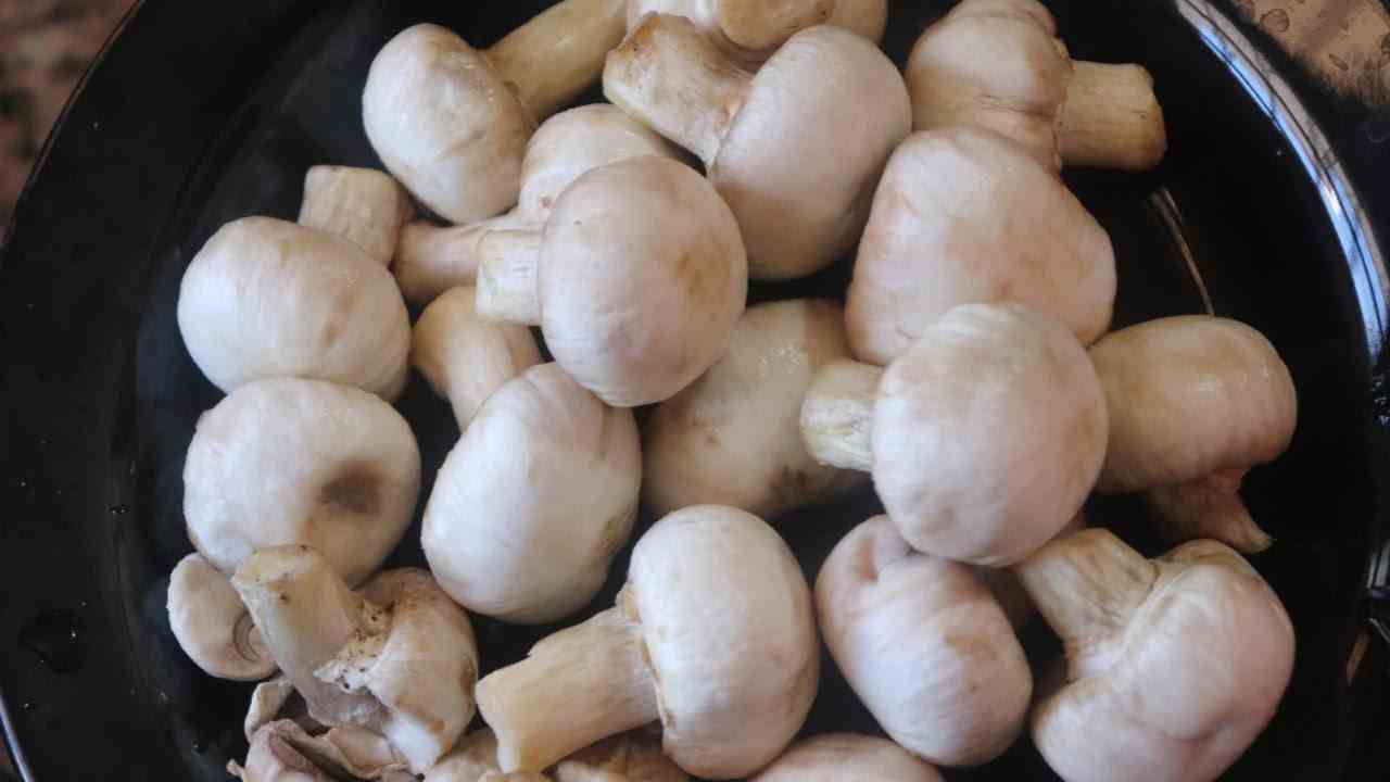 Mushroom Farming Business Ideas in Hindi
