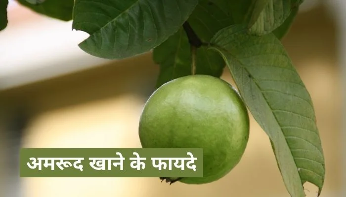 अमरूद खाने के फायदे | Amrud Khane Ke Fayde