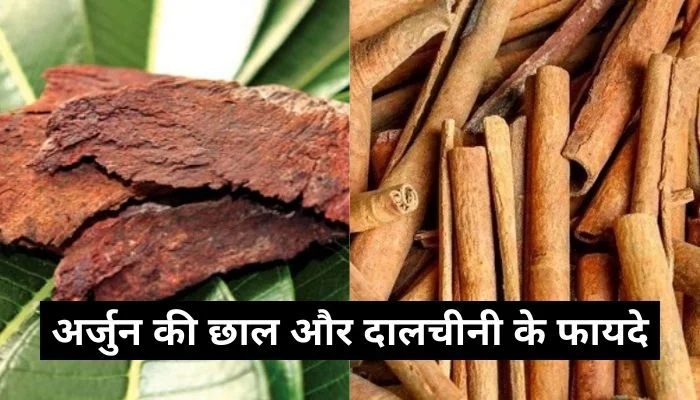 अर्जुन की छाल और दालचीनी के फायदे