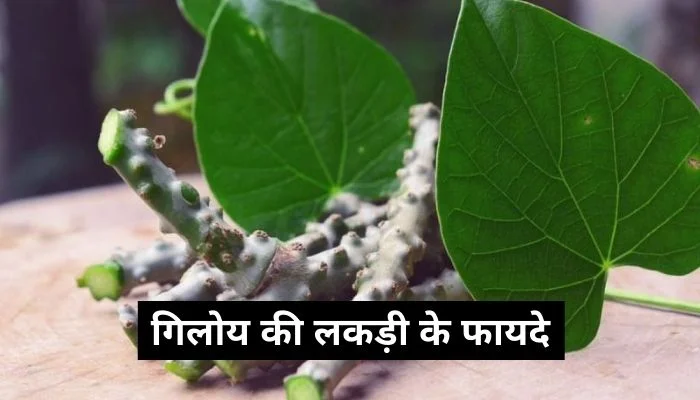 गिलोय की लकड़ी के फायदे | Giloy Ki Lakdi Ke Fayde