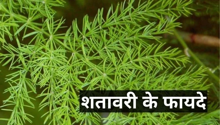 शतावरी के फायदे | Shatavari Ke Fayde