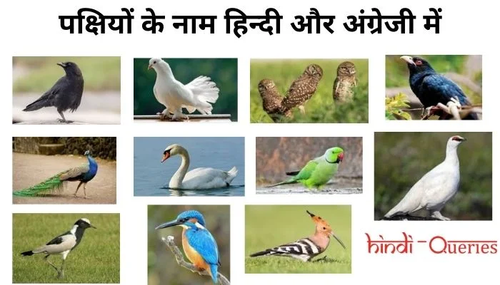 Birds Name in Hindi and English (पक्षियों के नाम हिन्दी और अंग्रेजी में))