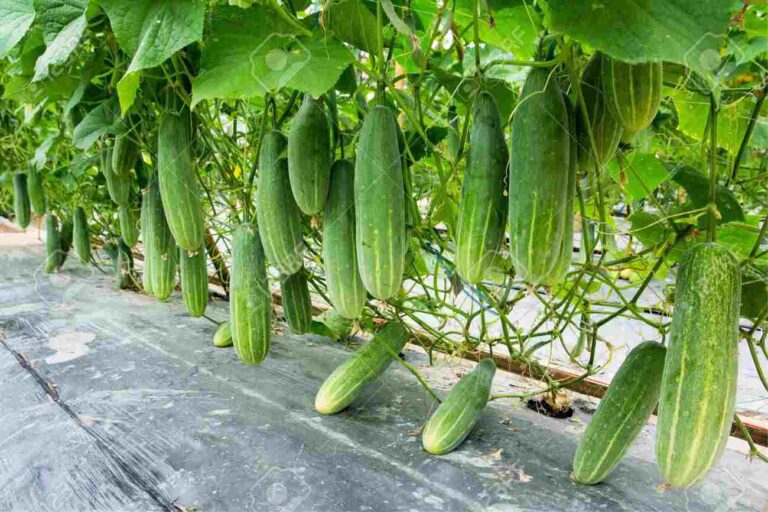 Cucumber Farming Business