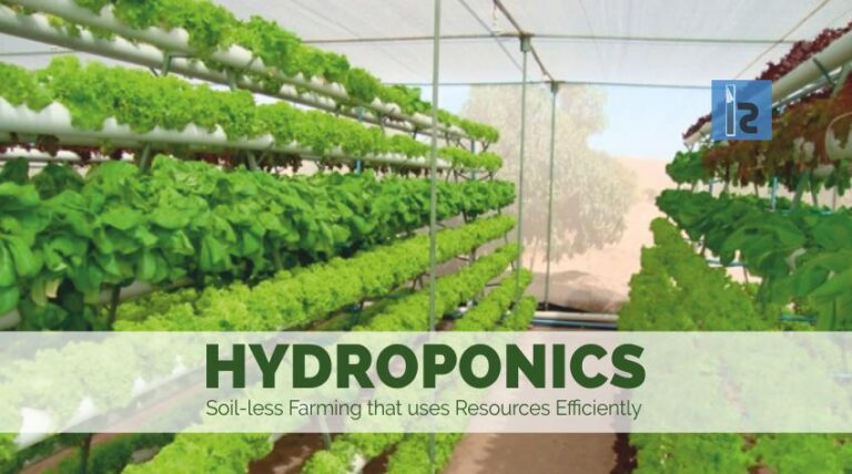 Hydroponic Farming Business