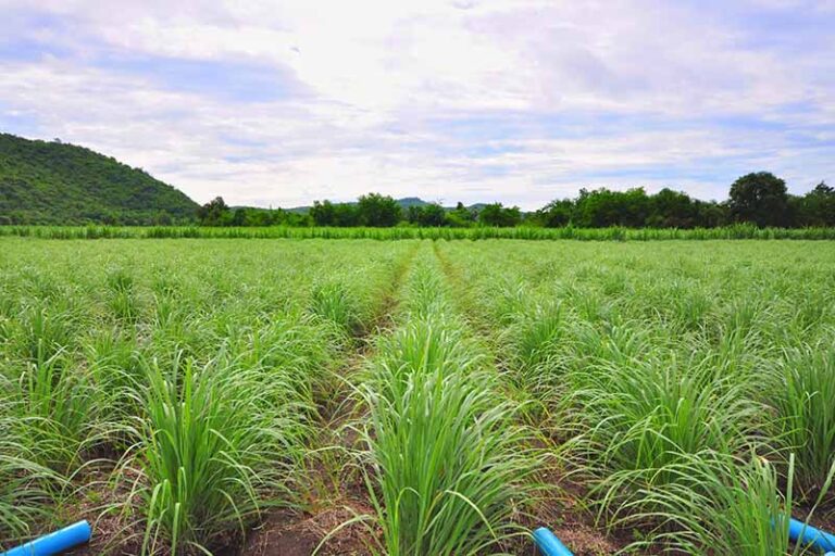 Lemon Grass Farming Business