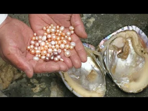 Pearl Farming Business
