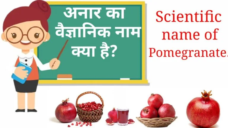 अनार का वैज्ञानिक नाम क्या है? | Anar ka vaigyanik naam kya hota hai