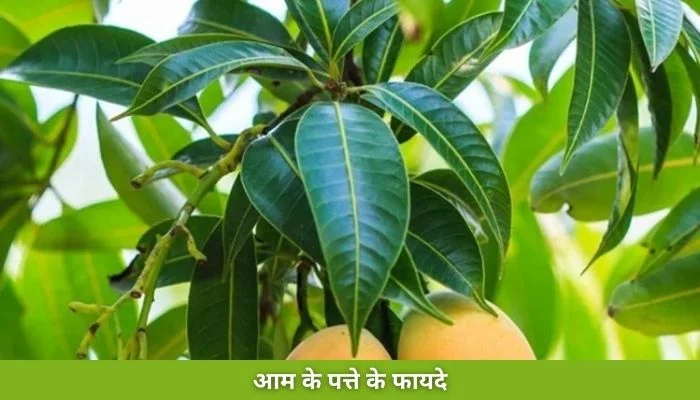 आम के पत्ते के फायदे | Aam Ke Patte Ke Fayde