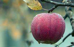 एक सेब में कितनी कैलोरी होती हैं | 1 apple mein kitni calorie hoti hai