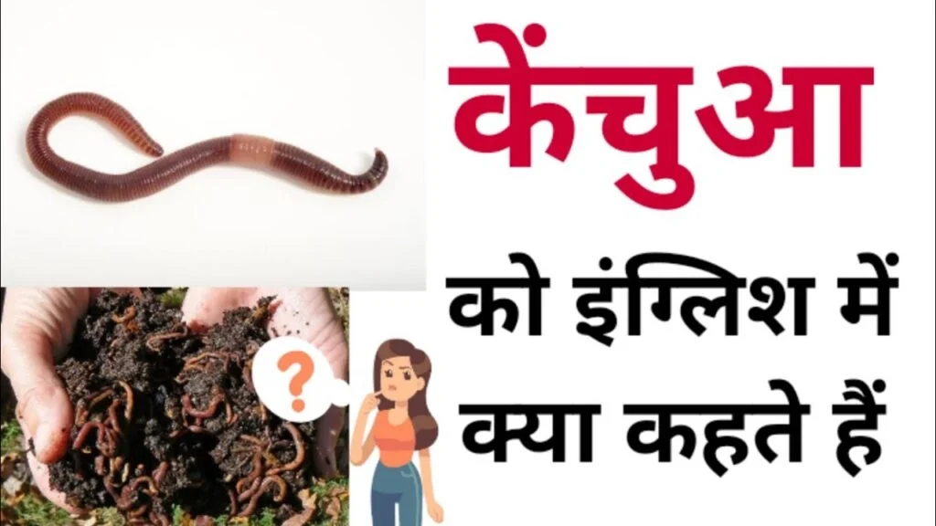 केंचुआ को इंग्लिश में क्या कहते हैं Kechua ko english mein kya kahate hain