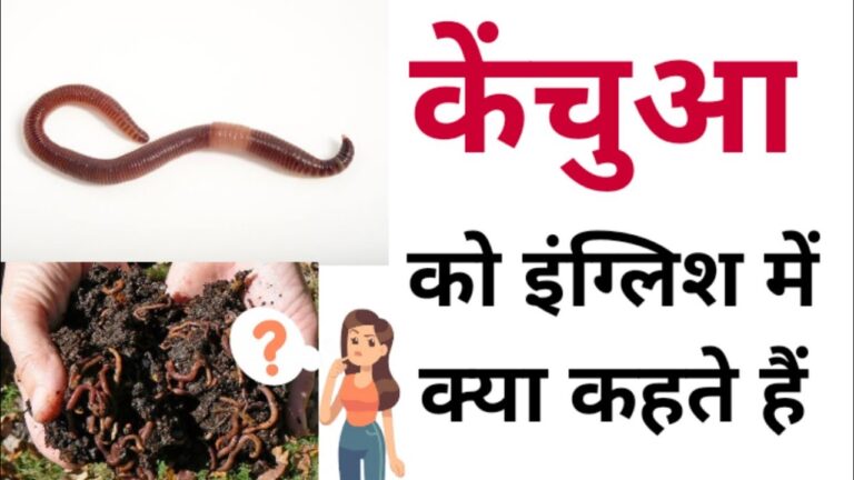 केंचुआ को इंग्लिश में क्या कहते हैं Kechua ko english mein kya kahate hain