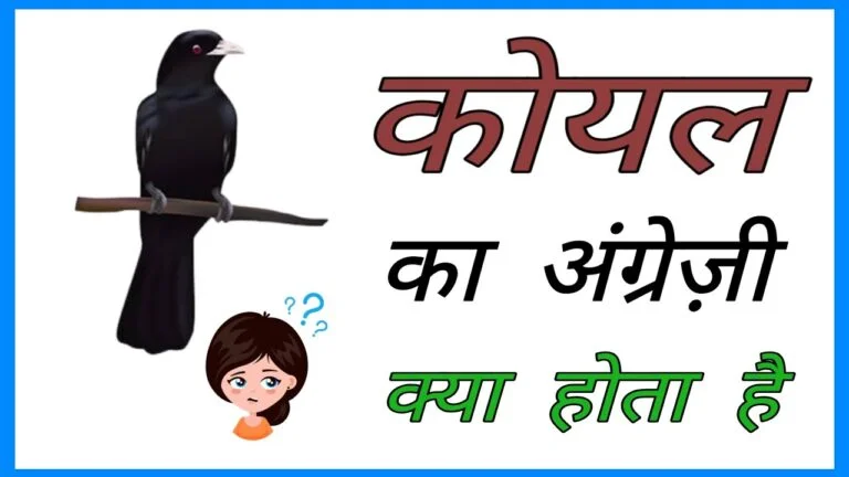 कोयल को इंग्लिश में क्या कहते हैं? | Koyal ko english mein kya kahate hain