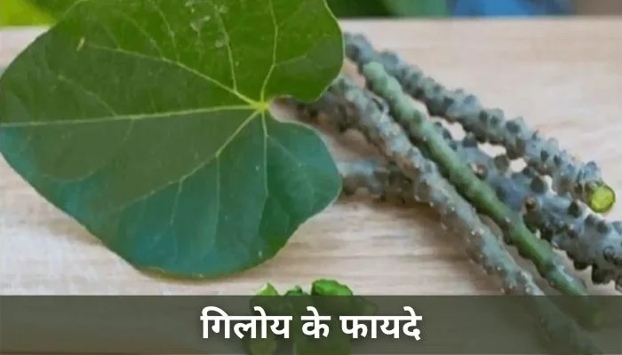 गिलोय के फायदे | Giloy Ke Fayde