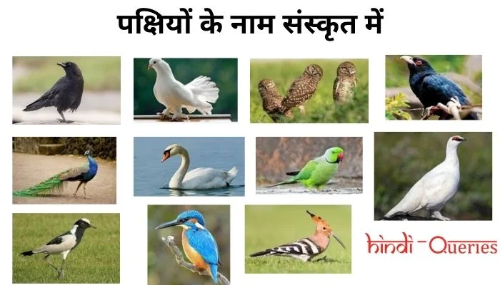 पक्षियों के नाम संस्कृत में (Birds Name in Sanskrit) | Pakshiyon Ke Naam Sanskrit Mein