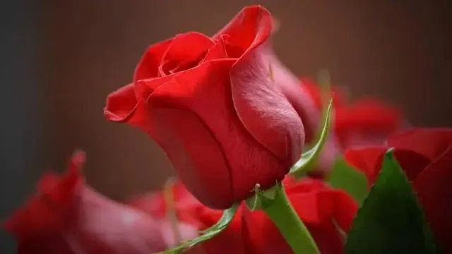 गुलाब का वैज्ञानिक नाम क्या है Gulab ka vaigyanik naam kya hai