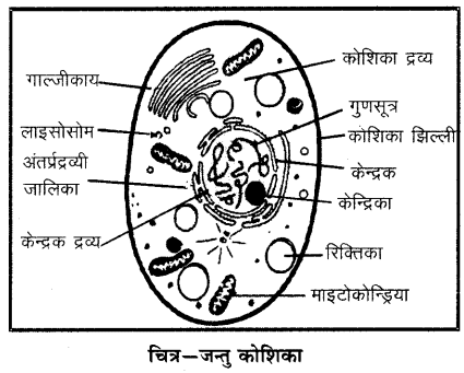 जन्तु कोशिका का चित्र | Jantu Koshika Ka Chitra