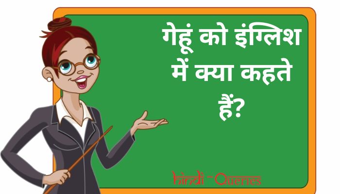 गेहूं को इंग्लिश में क्या कहते हैं? | Gehu ko english mein kya kahate hain