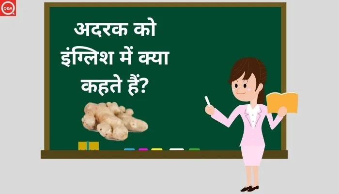 अदरक को इंग्लिश में क्या कहते हैं? | Adrak ko english mein kya kahate hain
