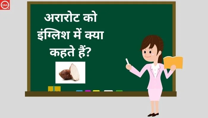 अरारोट को इंग्लिश में क्या कहते हैं? | Ararot ko english mein kya kahate hain