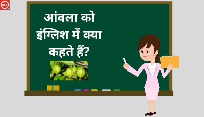 आंवला को इंग्लिश में क्या कहते हैं? | Amla ko english mein kya kahate hain