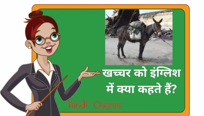 खच्चर को इंग्लिश में क्या कहते हैं