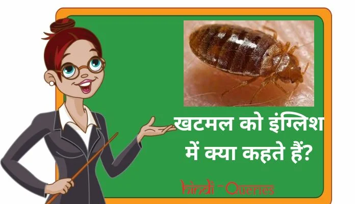 खटमल को इंग्लिश में क्या कहते हैं? | Khatmal ko english mein kya kahate hain
