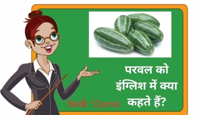 परवल को इंग्लिश में क्या कहते हैं? | Parwal ko english mein kya kahate hain