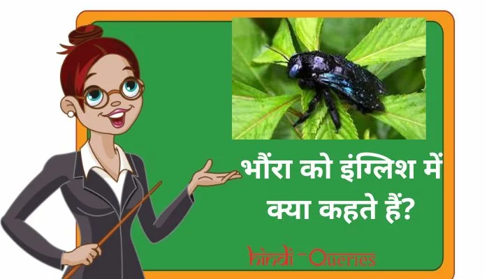 भौंरा को इंग्लिश में क्या कहते हैं? | Bhaunra ko english mein kya kahate hain