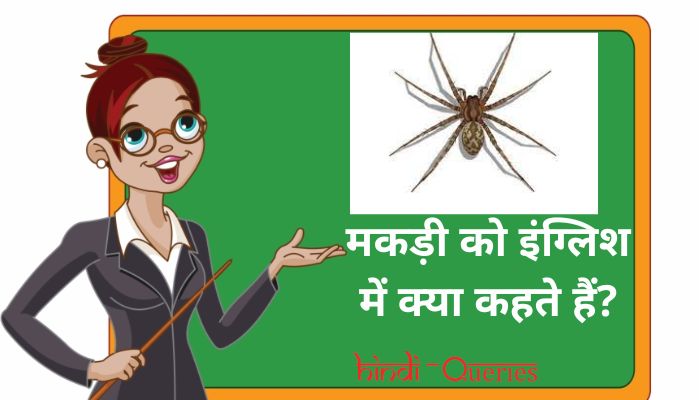 मकड़ी को इंग्लिश में क्या कहते हैं? | Makdi ko english mein kya kahate hain