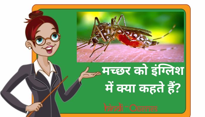 मच्छर को इंग्लिश में क्या कहते हैं? | Machchhar ko english mein kya kahate hain