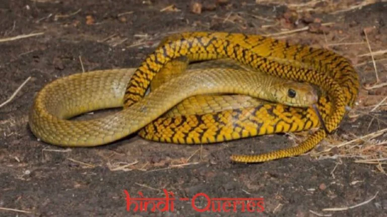 धामिन सांप (Dhamin Saap)