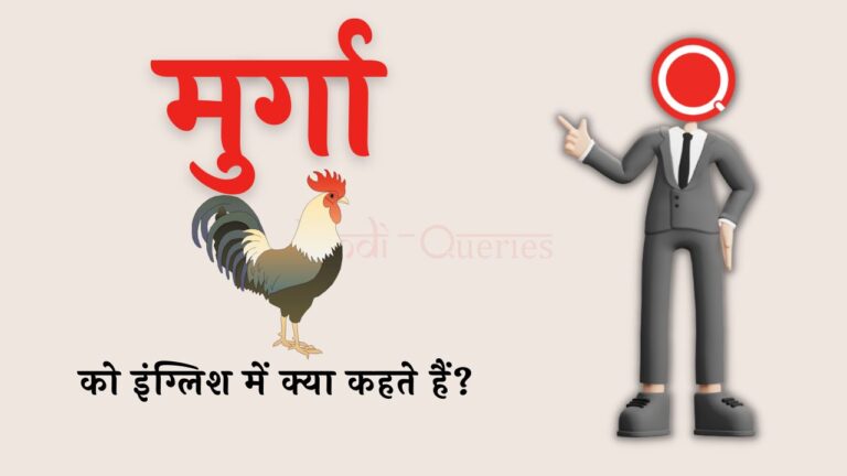मुर्गा को इंग्लिश में क्या कहते हैं? | Murga ko english mein kya kahate hain