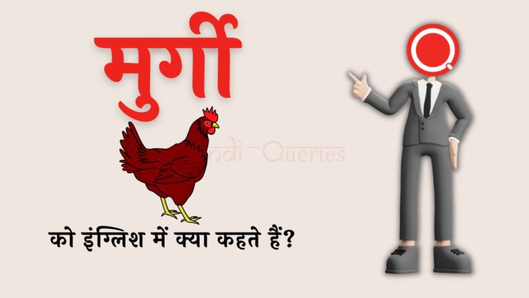 मुर्गी को इंग्लिश में क्या कहते हैं? | Murgi ko english mein kya kahate hain